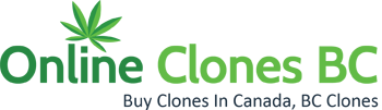 Buy B.C. Clones Online